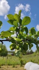 Green plums on branch against clear blue sky and cloud background.