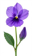 Delicate purple violet petals isolated on white background, violet, colorful flowers, botanical