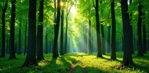 Fototapeta premium Forest of tall trees with slender trunks and leaves, woodlands, nature