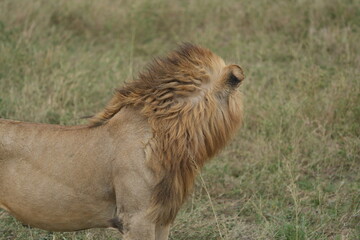 portrait of a male lion in the serengeti national park tanzanie, lion lookiing to the right