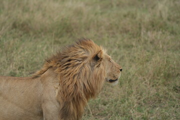 portrait of a male lion in the serengeti national park tanzanie, lion lookiing to the right
