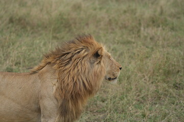 portrait of a male lion in the serengeti national park tanzanie, lion lookiing to the right