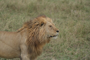 portrait of a male lion in the serengeti national park tanzanie, lion lookiing to the right