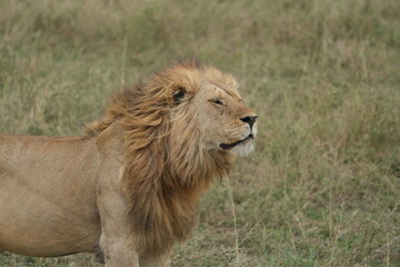 portrait of a male lion in the serengeti national park tanzanie, lion lookiing to the right