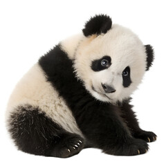 Obraz premium Adorable Baby Panda on Transparent Background. PNG