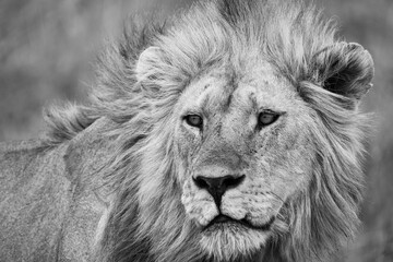 portrait of a male lion (black and white, greyscale, grayscale)