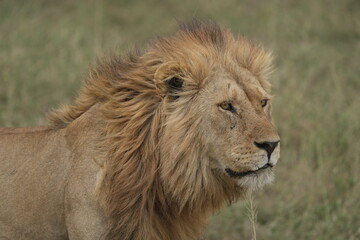 portrait of a male lion