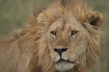 portrait of a male lion
