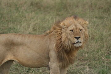 portrait of a male lion wallpaper headshot majestic serengeti national park tanzania