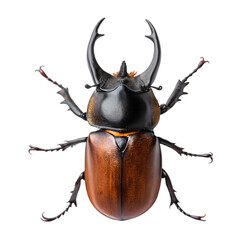Rhinoceros Beetle in isolate white background