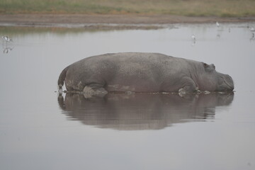 Fototapeta premium hippo (hippopotamus) laying on the water with a perfect mirror reflection in the serengeti national park in dry season tanzania safari