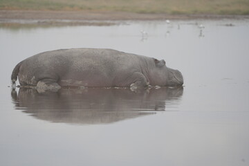 Fototapeta premium hippo (hippopotamus) laying on the water with a perfect mirror reflection in the serengeti national park in dry season tanzania safari