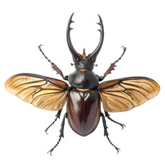 Rhinoceros Beetle in isolate white background