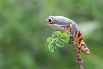Phyllomedusa hypochondrialis climbing on leaves, Northern orange-legged leaf frog or tiger-legged monkey frog closeup on leaves 