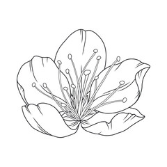 Apricot flower beautiful, graceful thin line. Japanese sakura blossom. Hand drawn cherry or plum bloom sketch, outline. Vector illustration