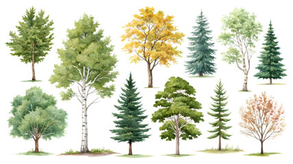 Forest Canopy Collection: An intricate assortment of diverse trees, rendered with delicate watercolor artistry.  Conifers, birches, and deciduous trees stand tall and graceful.