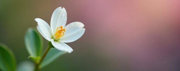 Fototapeta premium A single delicate white flower with a subtle hint of rose nestled in a green stem, floral, bloom, stem