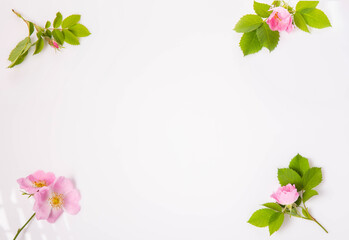 Flat lay, top view of wild rose flowers,green leaves, buds, natural frame on white background. Wild rose symbolizes botanical elegance, organic beauty, freshness, floral harmony nature-inspired design