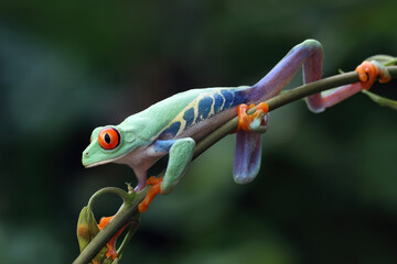 Red-eyed tree frog closeup on branch, Red-eyed tree frog (Agalychnis callidryas) closeup, Exotic animal of rain forest