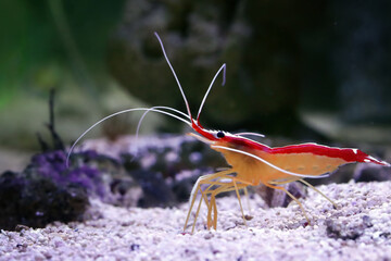 Ambon Cleaner Shrimp (Lysmata amboinensis) attached to a coral rock