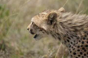 portrait of a young teenage cheetah while on the move, serengeti national park, tanzania