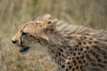 portrait of a young teenage cheetah while on the move, serengeti national park, tanzania