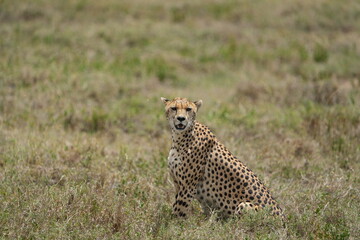 portrait of a female cheetah (cheeta, jachtluipaard), in the serengeti national park in tanzania
