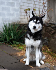 A dog of the Siberian husky breed sits on the alley near the house. The dog has blue eyes and fluffy fur. The photo is vertical and blurry