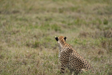 portrait of a female cheetah (cheeta, jachtluipaard), in the serengeti national park in tanzania