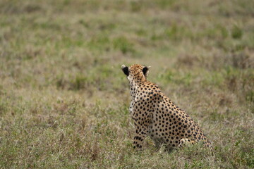 portrait of a female cheetah (cheeta, jachtluipaard), in the serengeti national park in tanzania