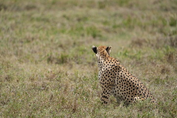 Fototapeta premium portrait of a female cheetah (cheeta, jachtluipaard), in the serengeti national park in tanzania
