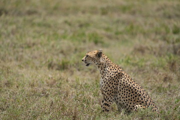 portrait of a female cheetah (cheeta, jachtluipaard), in the serengeti national park in tanzania