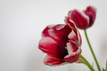 Obraz premium Beautiful red tulips isolated on white background.