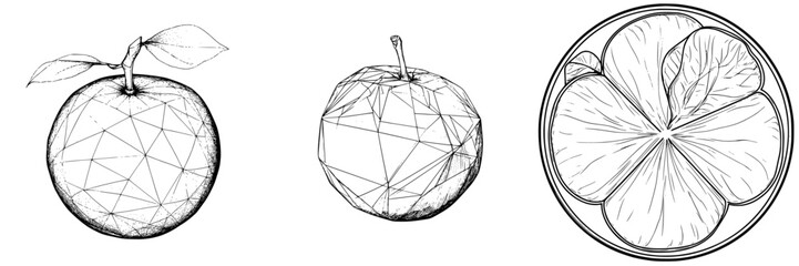 Detailed sketches of citrus fruits and floral designs highlighting geometric shapes and textures