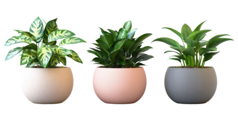 Three potted Plants: A trio of vibrant, healthy houseplants in stylish, round pots, showcasing diverse foliage and colors, perfect for adding life and vibrancy to any interior design.