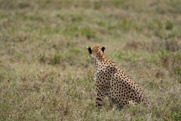 cheetah in serengeti national park