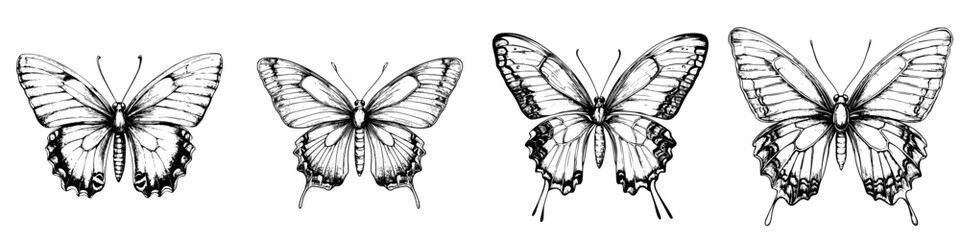 Detailed illustrations of butterflies showcasing various species and their unique characteristics in black and white