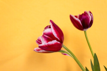 Beautiful red tulips isolated on yellow background.
