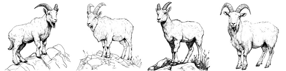 Obraz premium Elegant vector illustration of hand-drawn goats standing on rocky terrain amidst grass and wildflowers