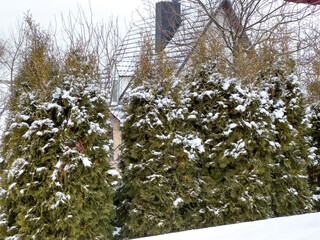 Evergreen trees blanketed in snow create a serene atmosphere surrounding a house on a cold winter day