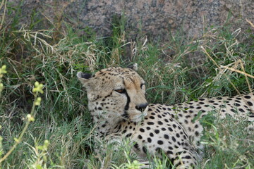 portrait headshot of a cheetah in the serengeti national park tanzania