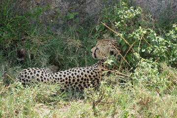 portrait headshot of a cheetah in the serengeti national park tanzania