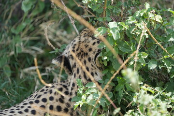 Fototapeta premium cheetah hiding in the tall grass of the serengeti national park, view of the back of the head
