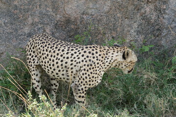 close up of a cheetah laying against a rock in the serengeti national park tanzania africa