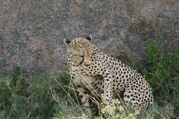 close up of a cheetah laying against a rock in the serengeti national park tanzania africa