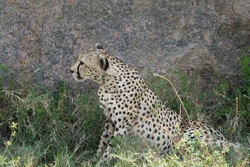 close up of a cheetah laying against a rock in the serengeti national park tanzania africa