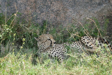 close up of a cheetah laying against a rock in the serengeti national park tanzania africa