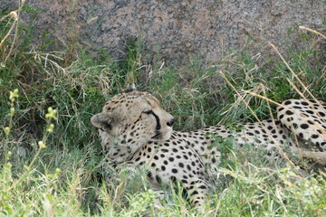 close up of a cheetah laying against a rock in the serengeti national park tanzania africa