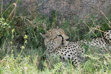 cheetah in the grass, serengeti national park, tanzania, portrait
