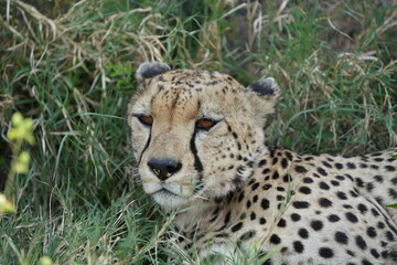 headshot of a cheetah, cheetah portrait, female, cheetah laying in grass in the serengeti national park tanzania